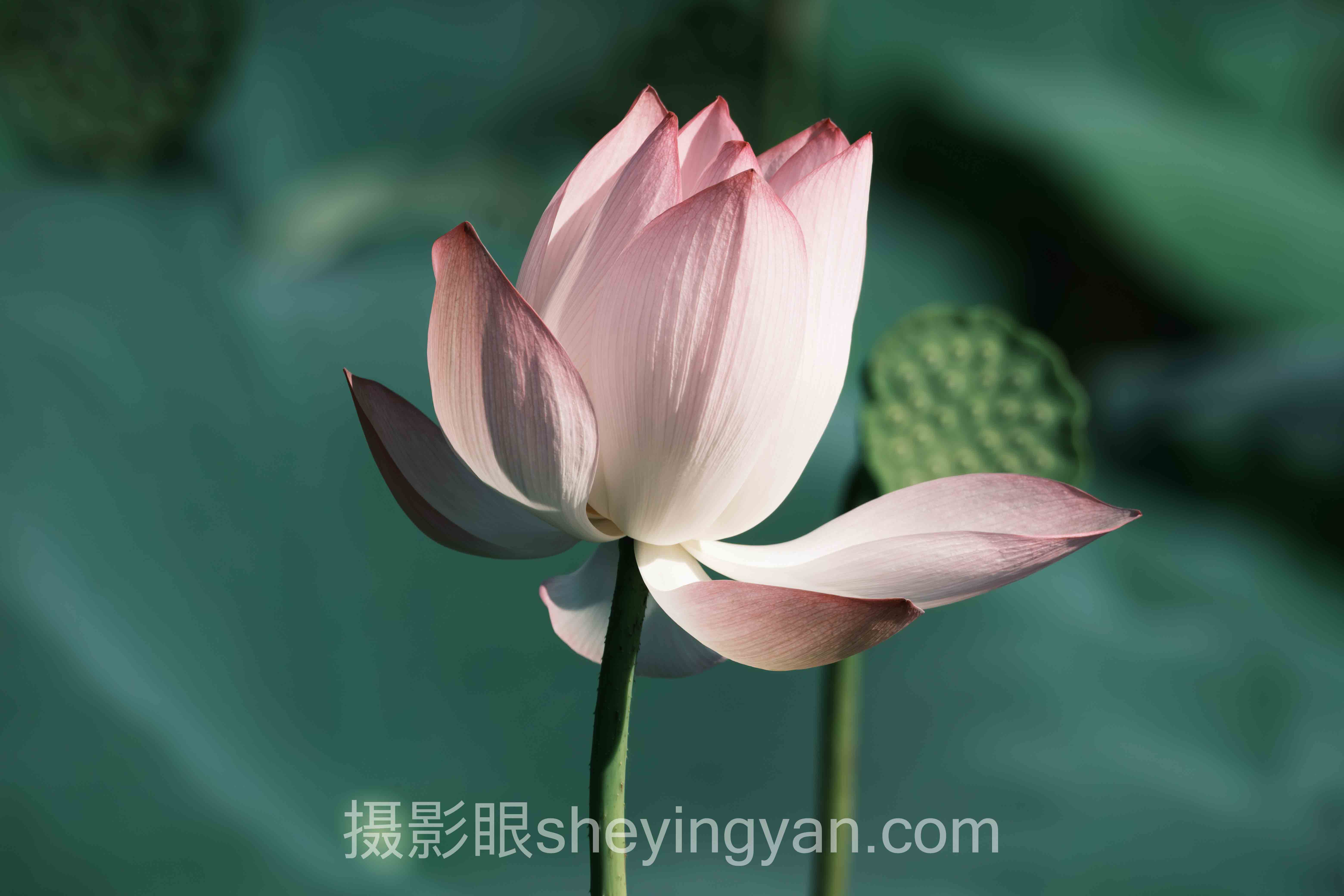 照片打分算法原理