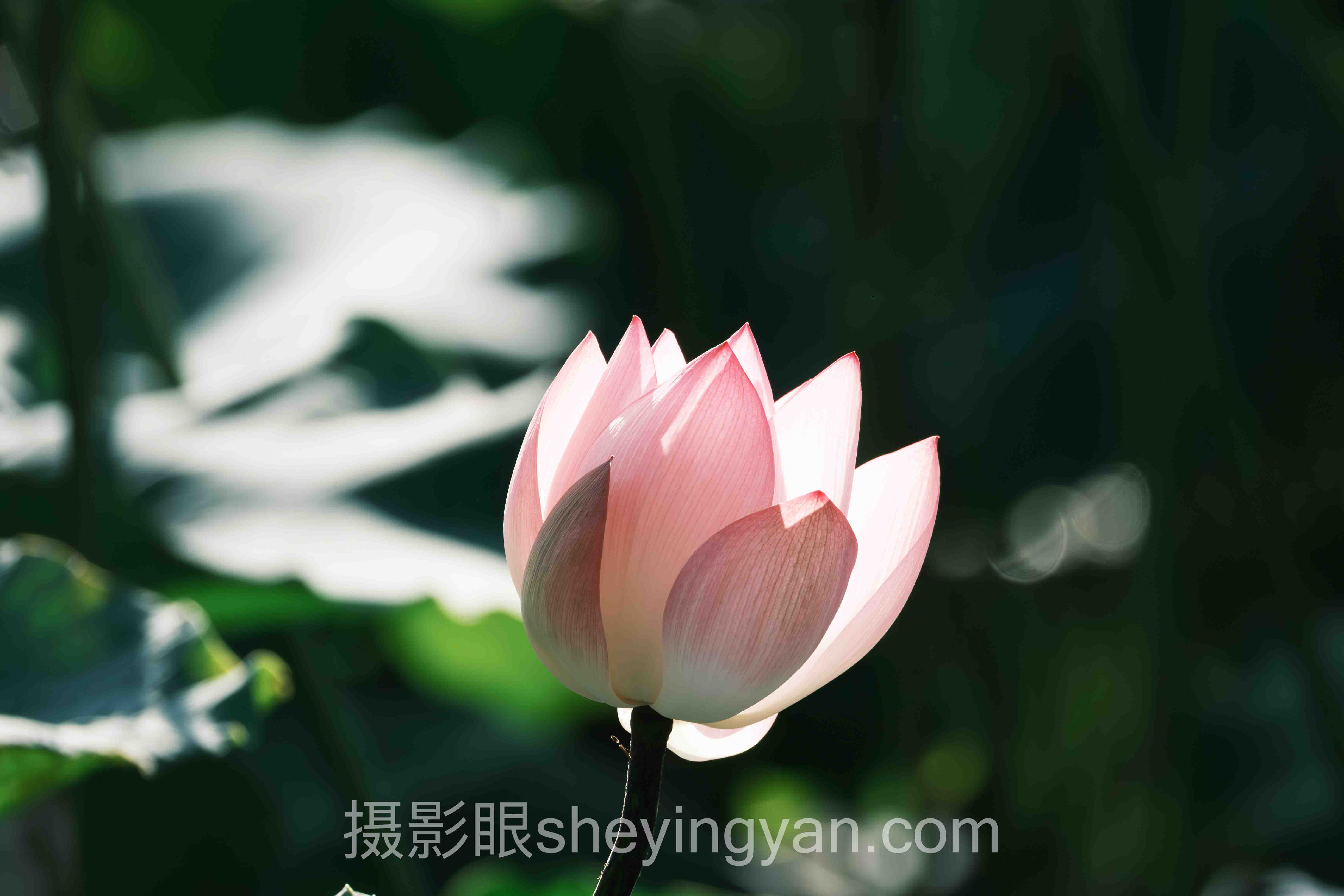 专业照片点评指南：从瞎拍到秒出片的实战路径