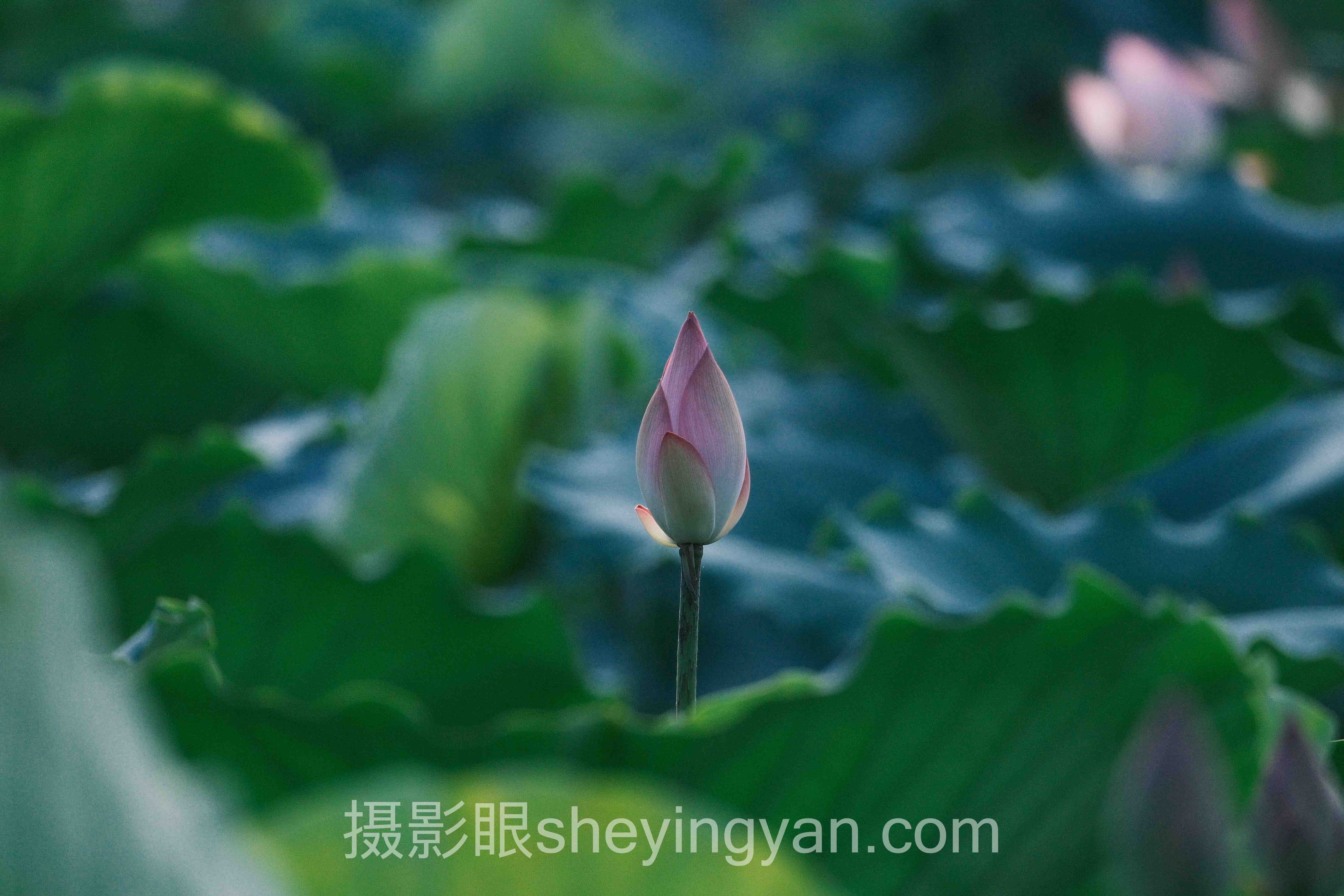 选摄影眼平台分成比例不踩坑：6维度对比指南
