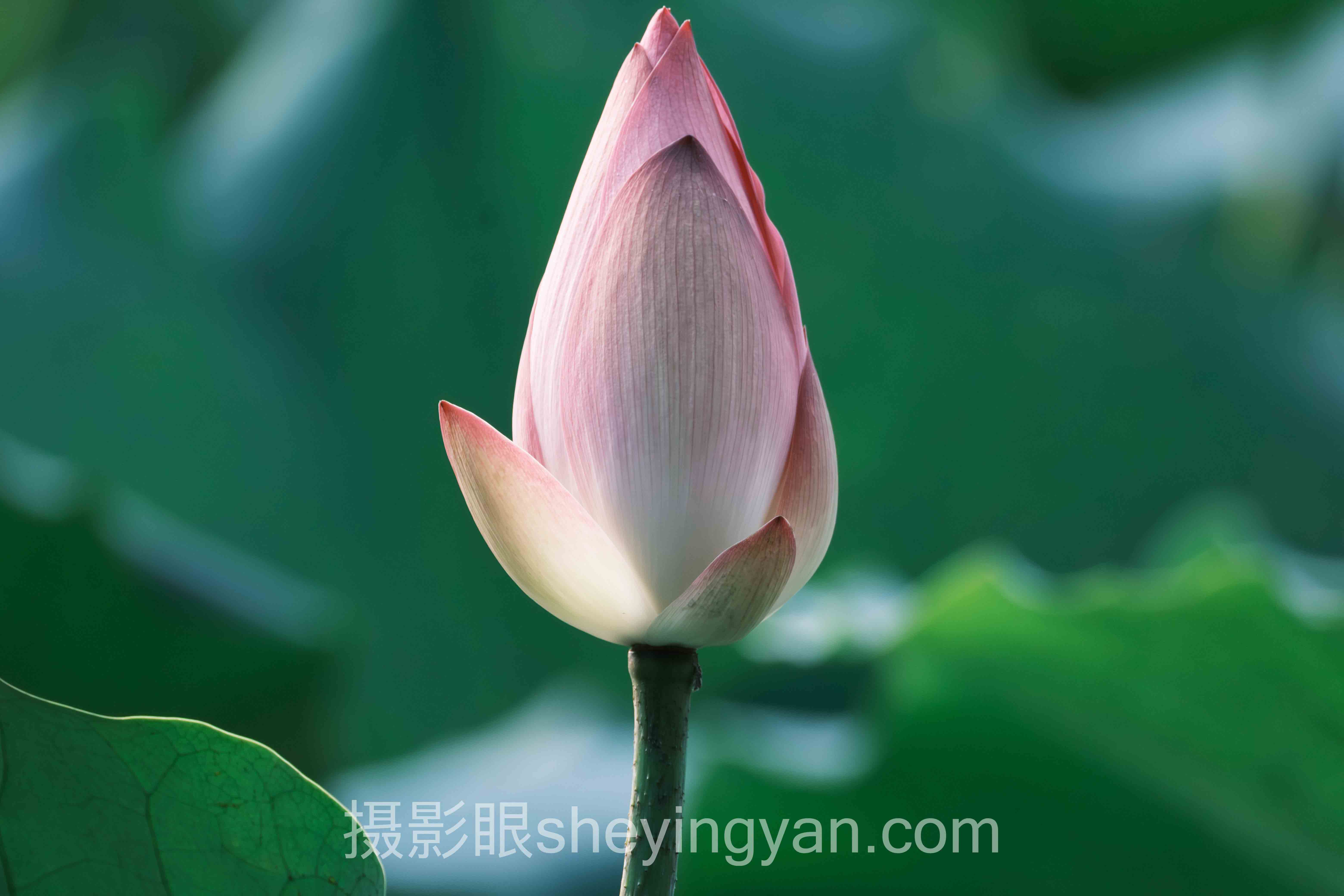 5个最好的照片点评平台，第3个争议最大