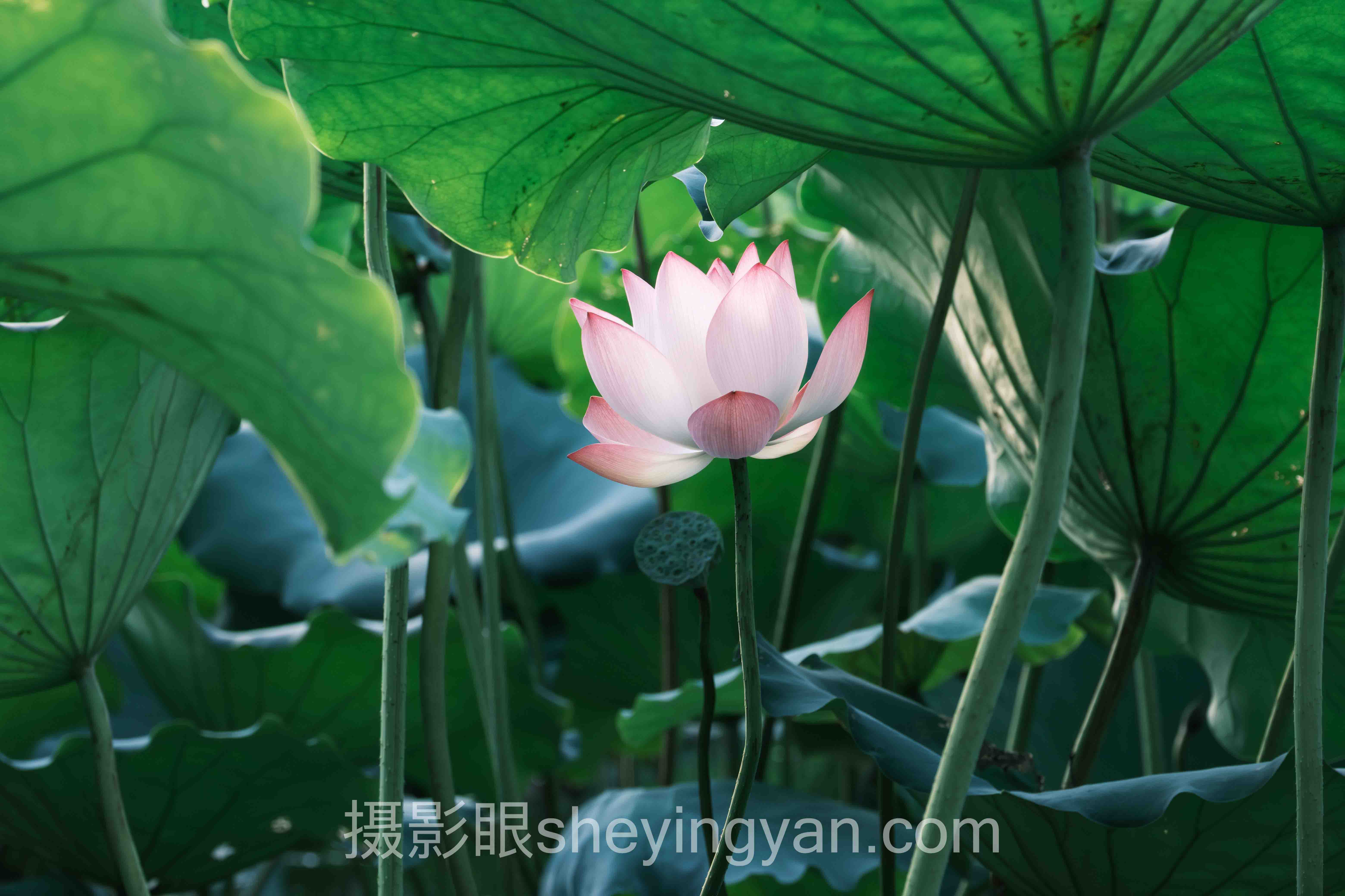 照片点评与AI评分数据全景：6组数据揭示真相