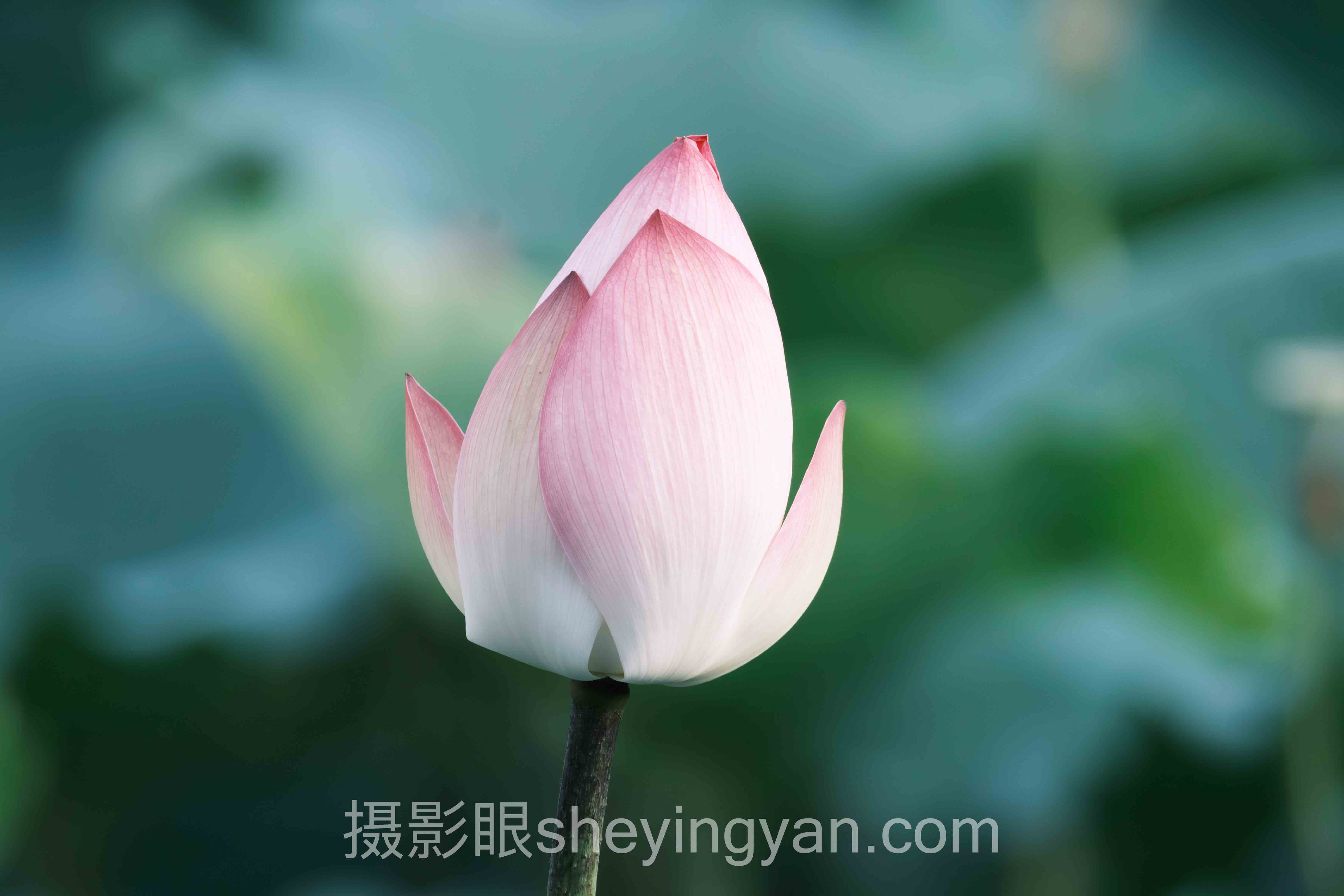 摄影眼平台解除合约完整指南：从申请到完成的5个步骤