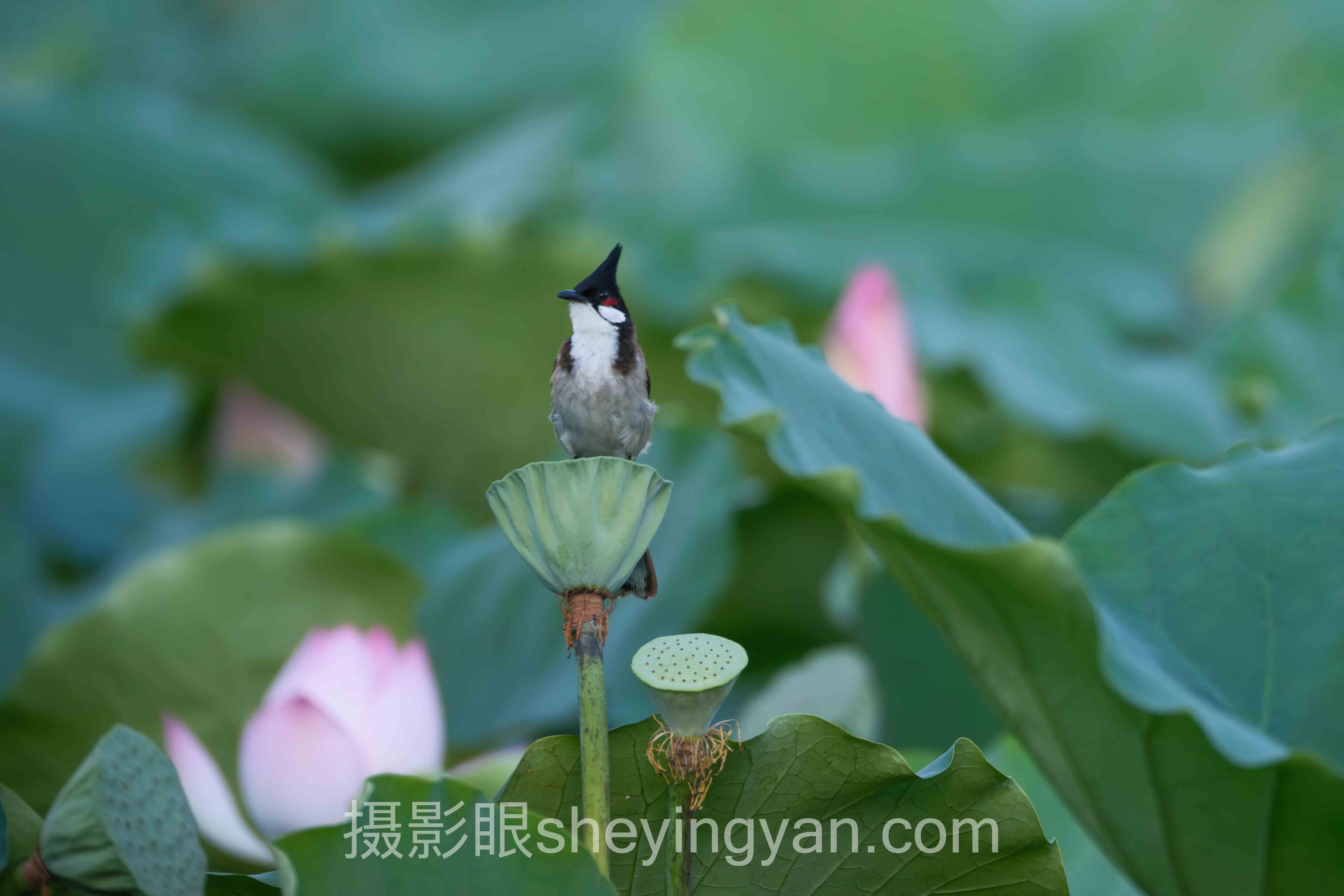 照片打分准确度正在重塑摄影行业生态