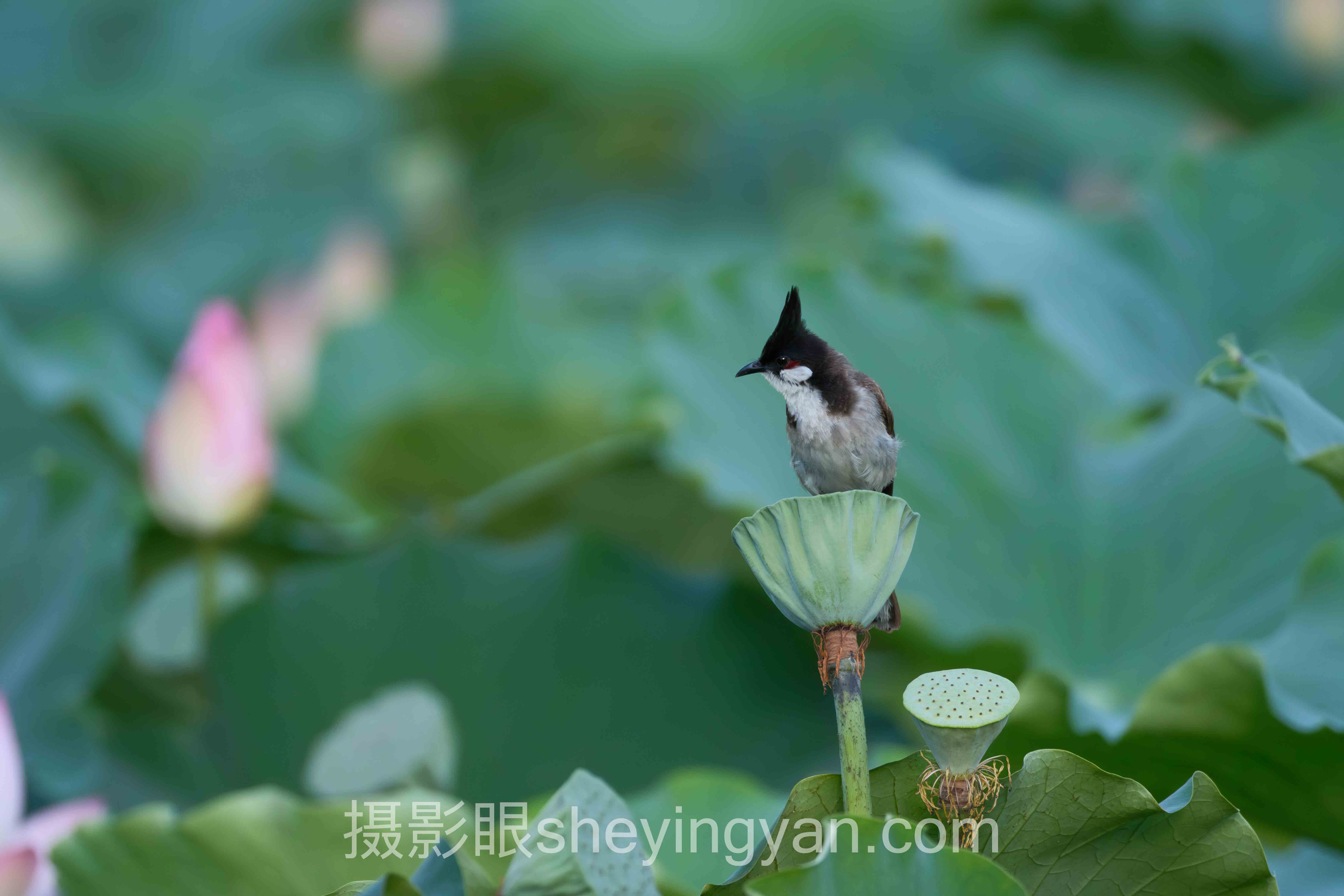 照片对比学习怎么做？3个真实案例告诉你答案