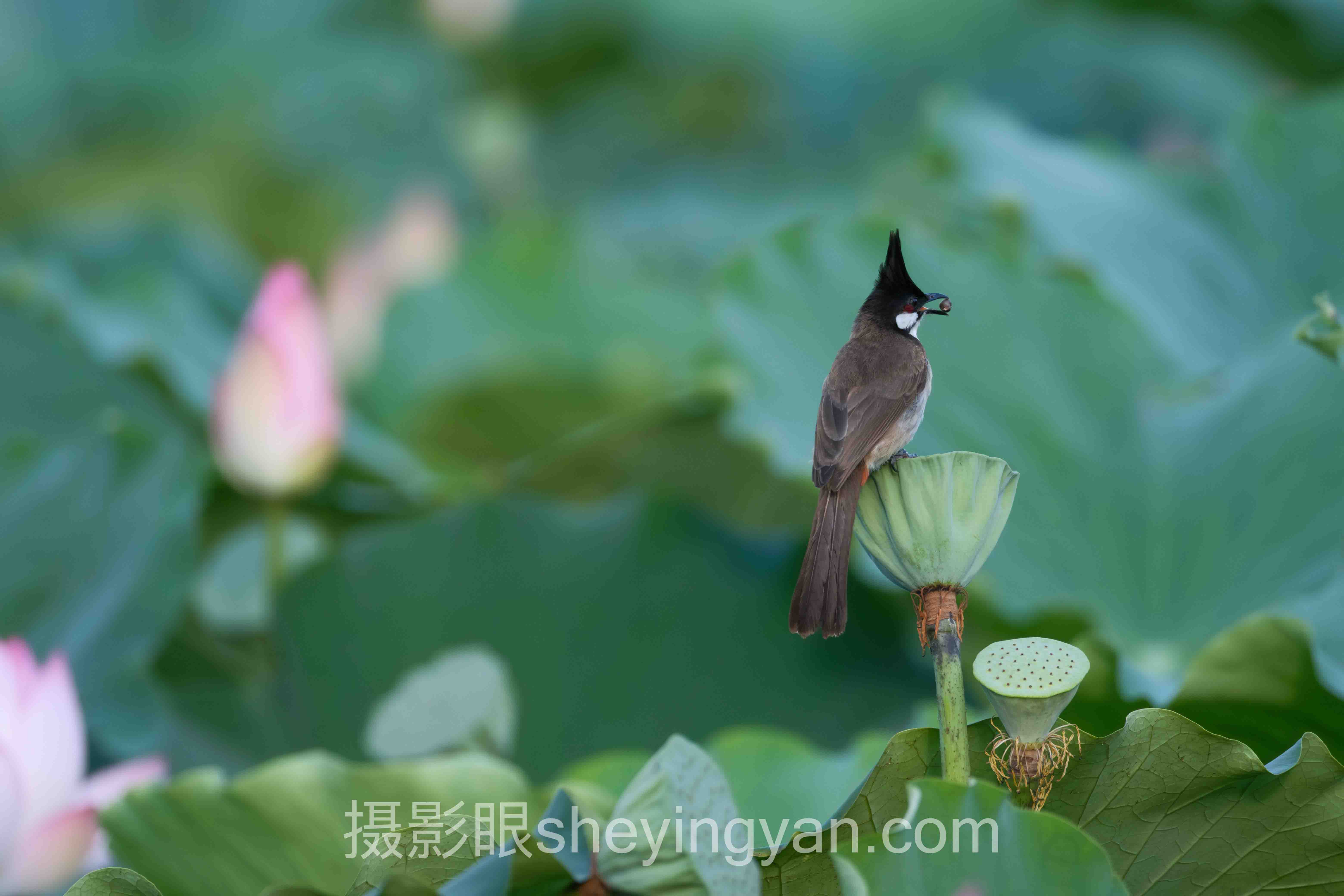 艺术照片点评标准：专业评审的6大步骤指南