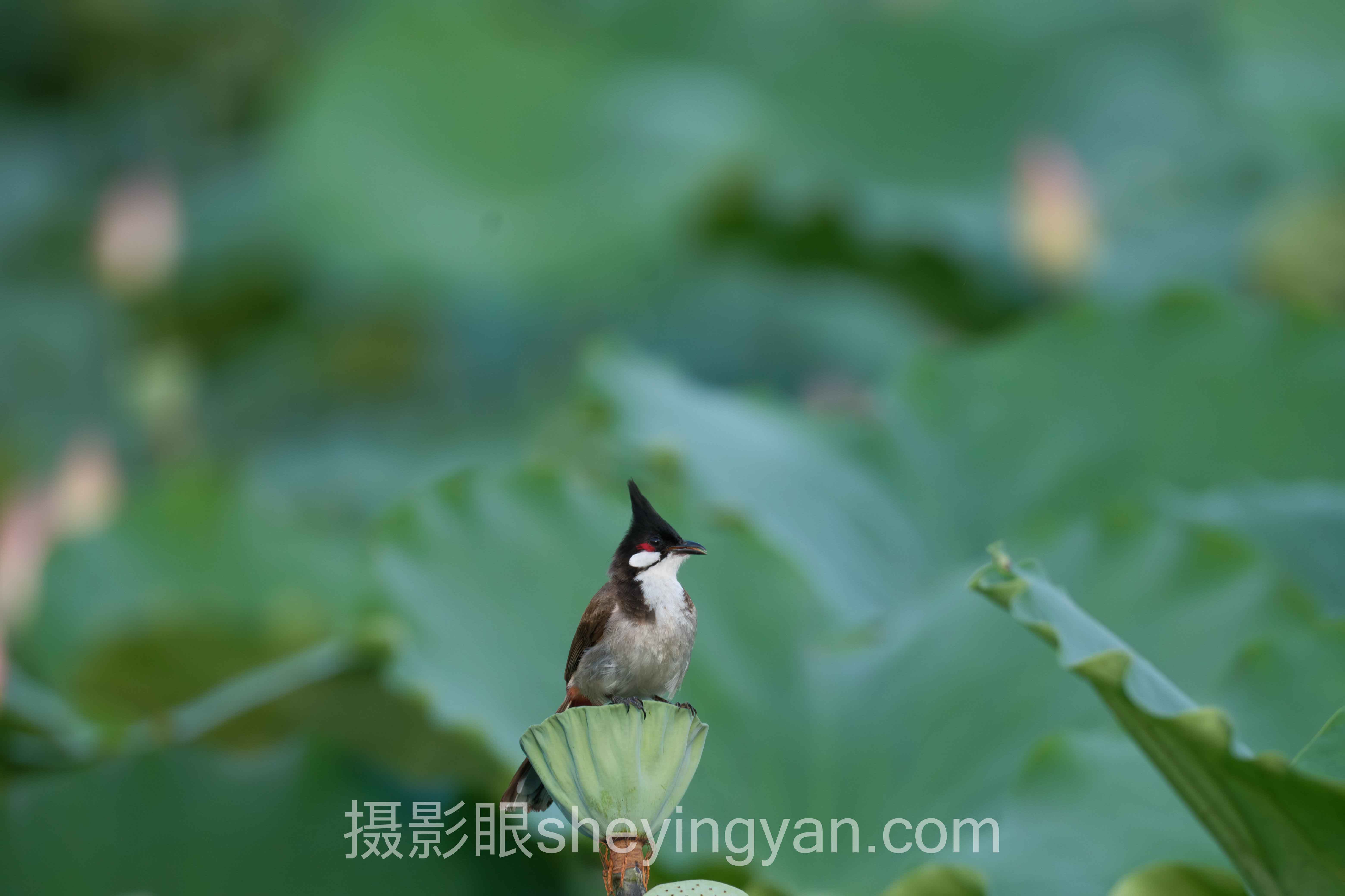 雨天怎么拍好看深度分析：现状、挑战与未来趋势