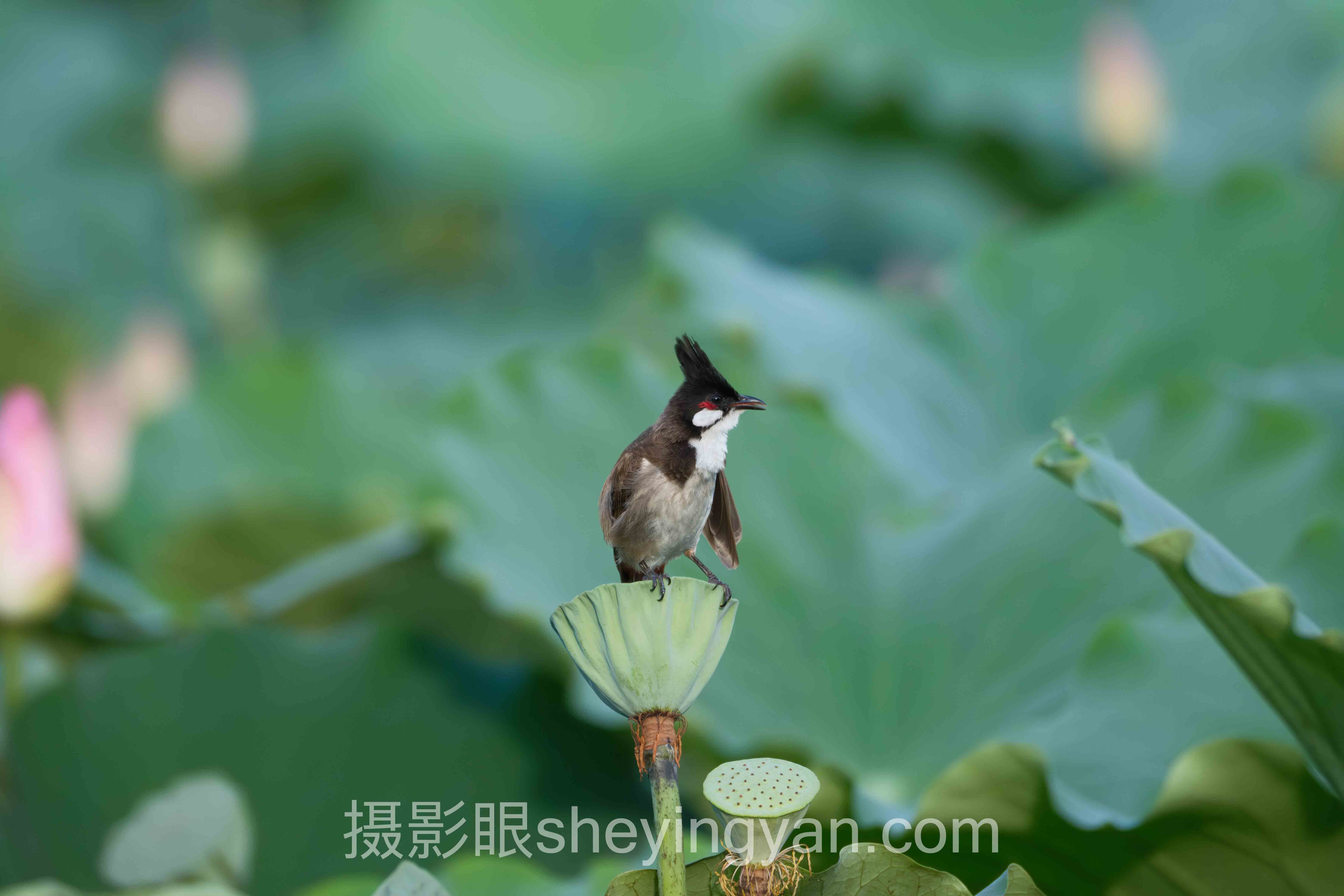 照片点评行业数据全景：5组数据揭示真相
