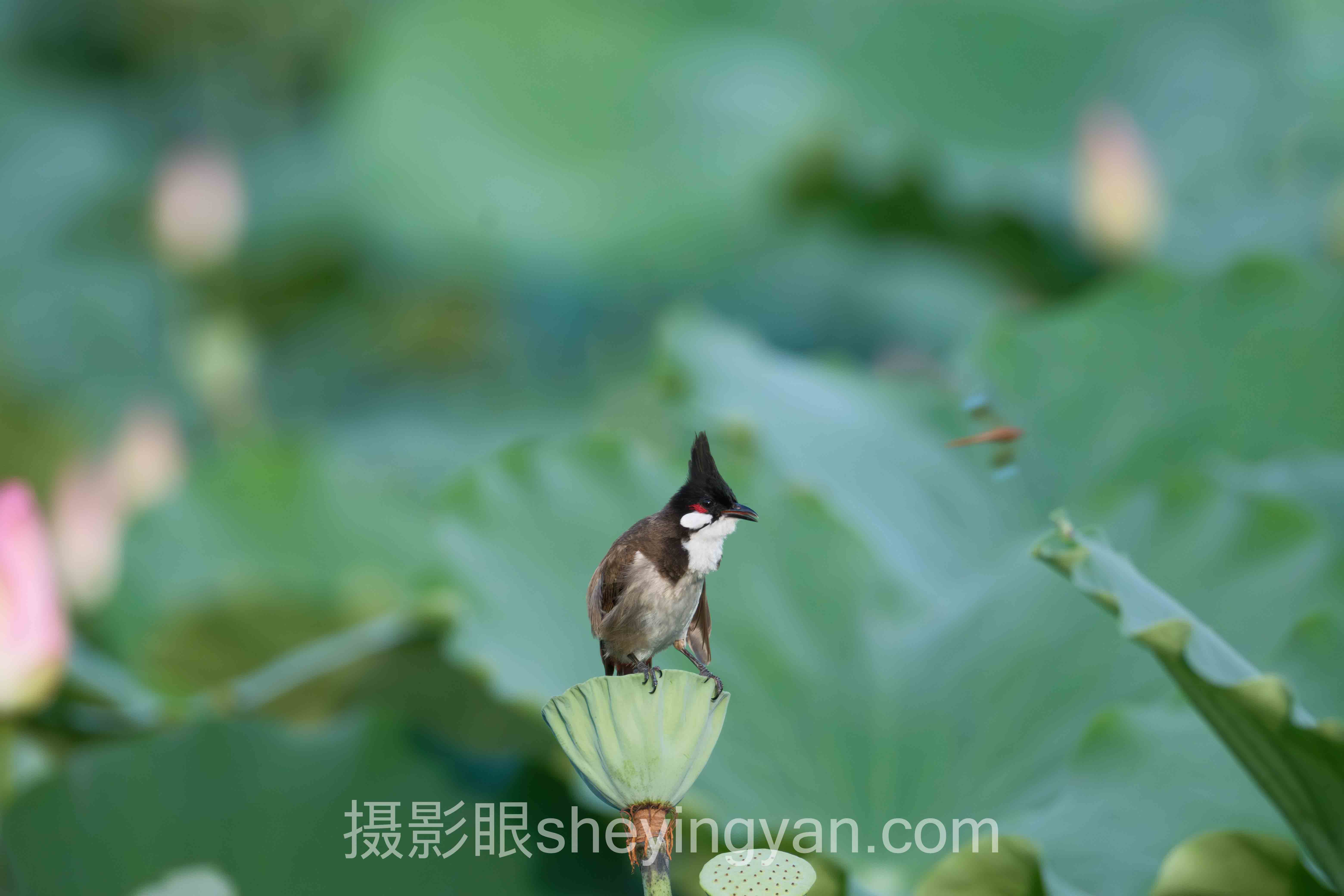 AI照片评分避坑指南：5个关键要点全梳理