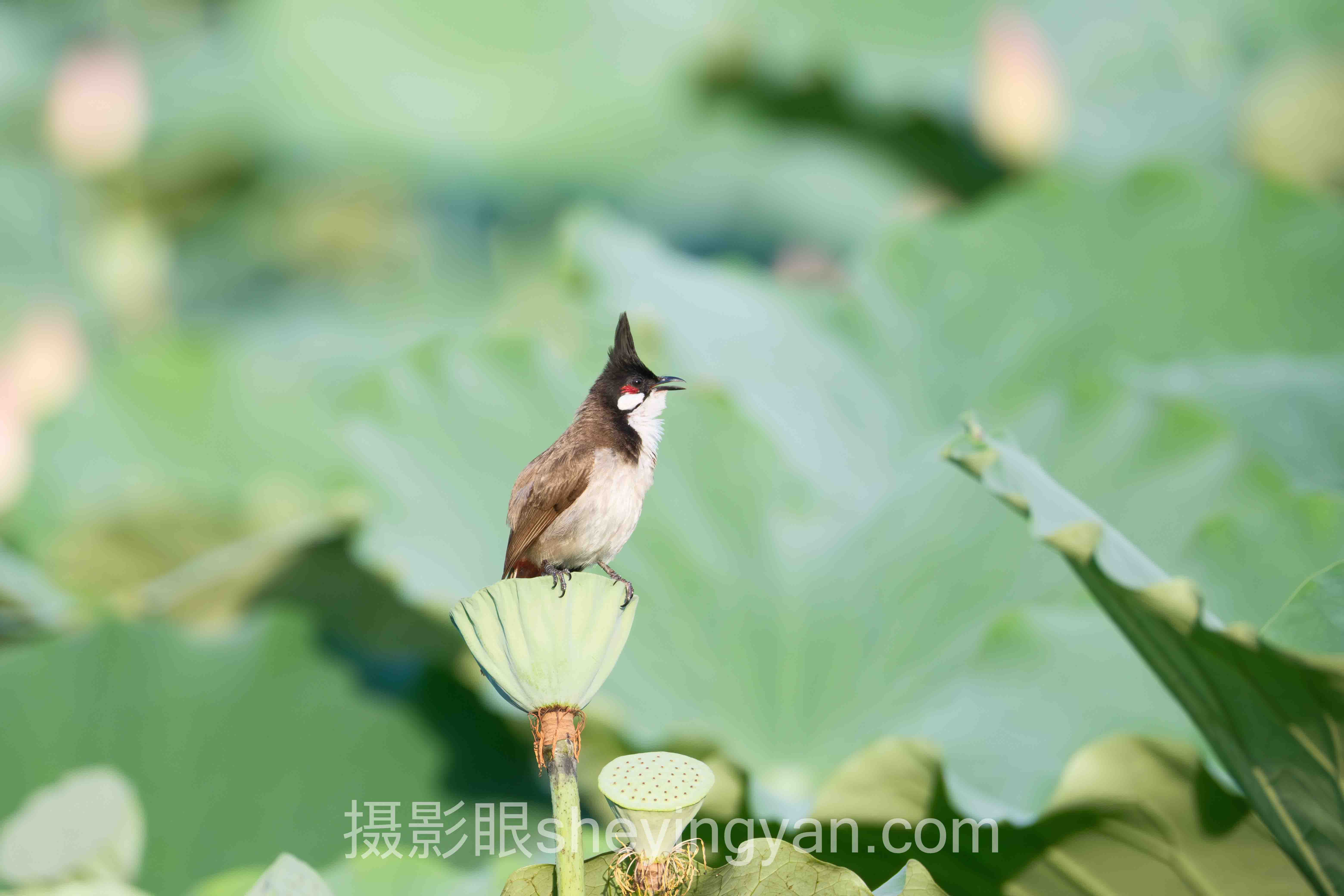 摄影眼平台广告合作十人谈：多位专家的核心观点汇总