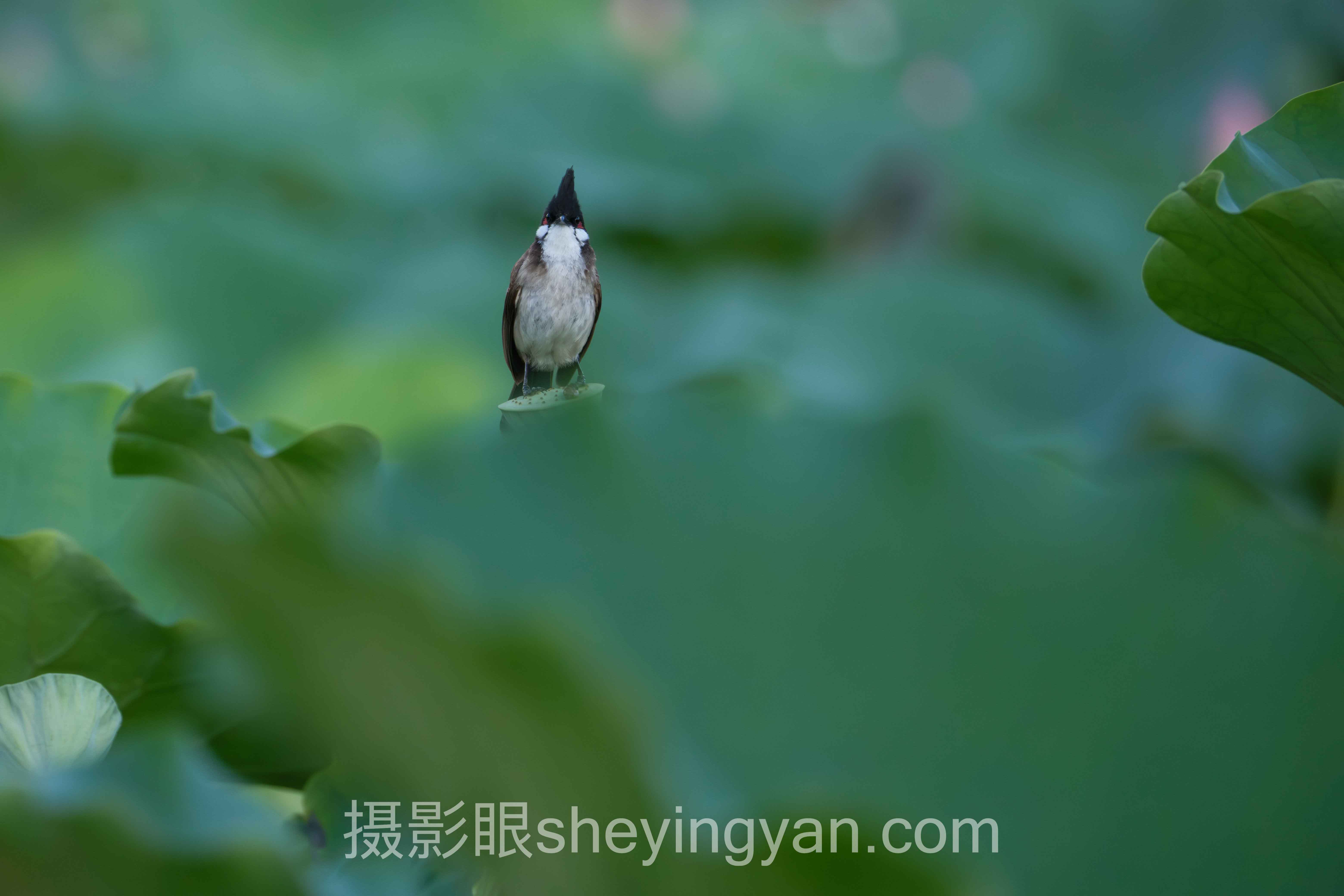 摄影新手怎么系统学习？3个照片点评案例告诉你答案