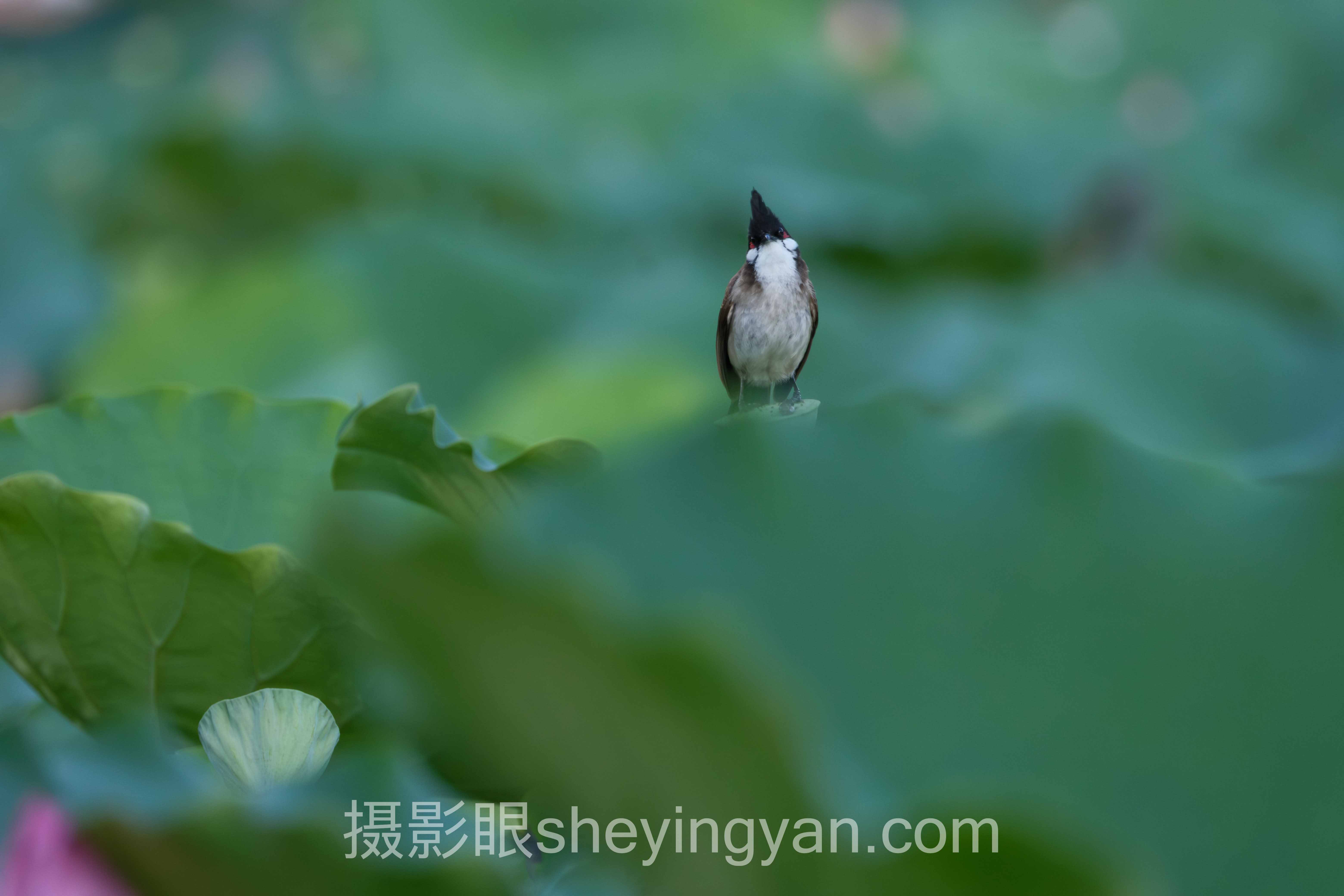对话行业专家：雨天拍照创意的关键洞察与前瞻