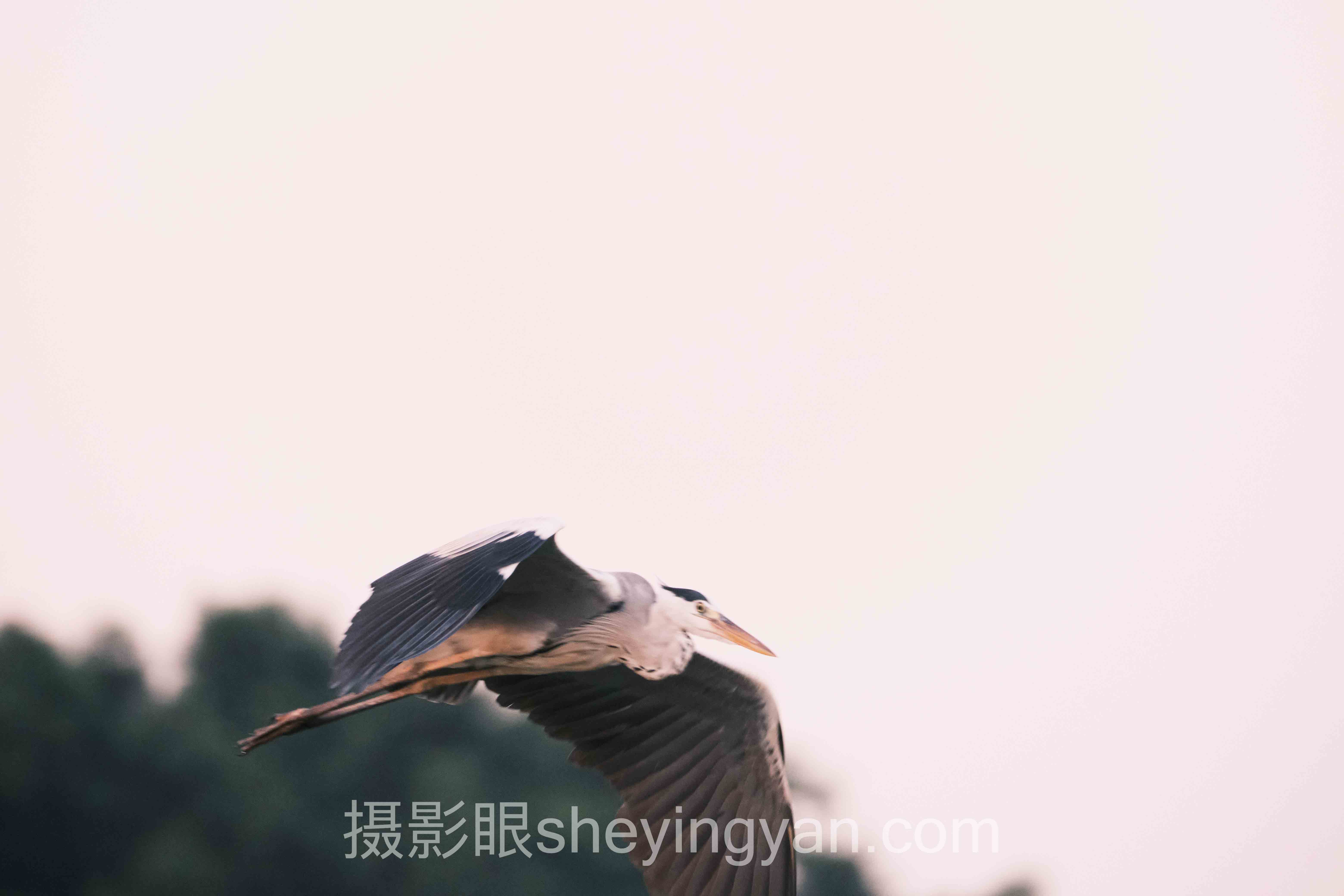 2024夜景相机拍照参数设置数据报告：关键趋势与洞察