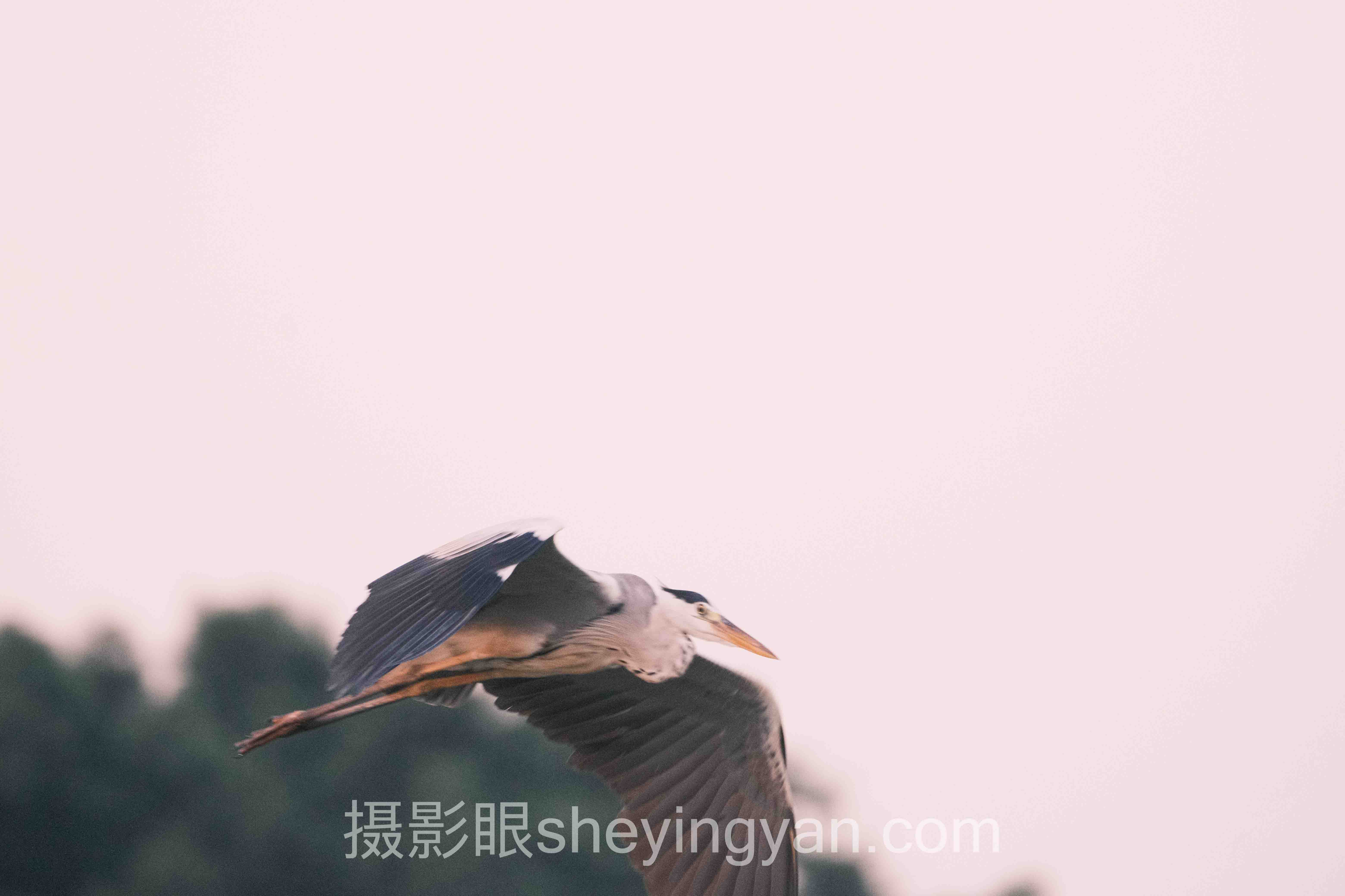 手机摄影学习技巧