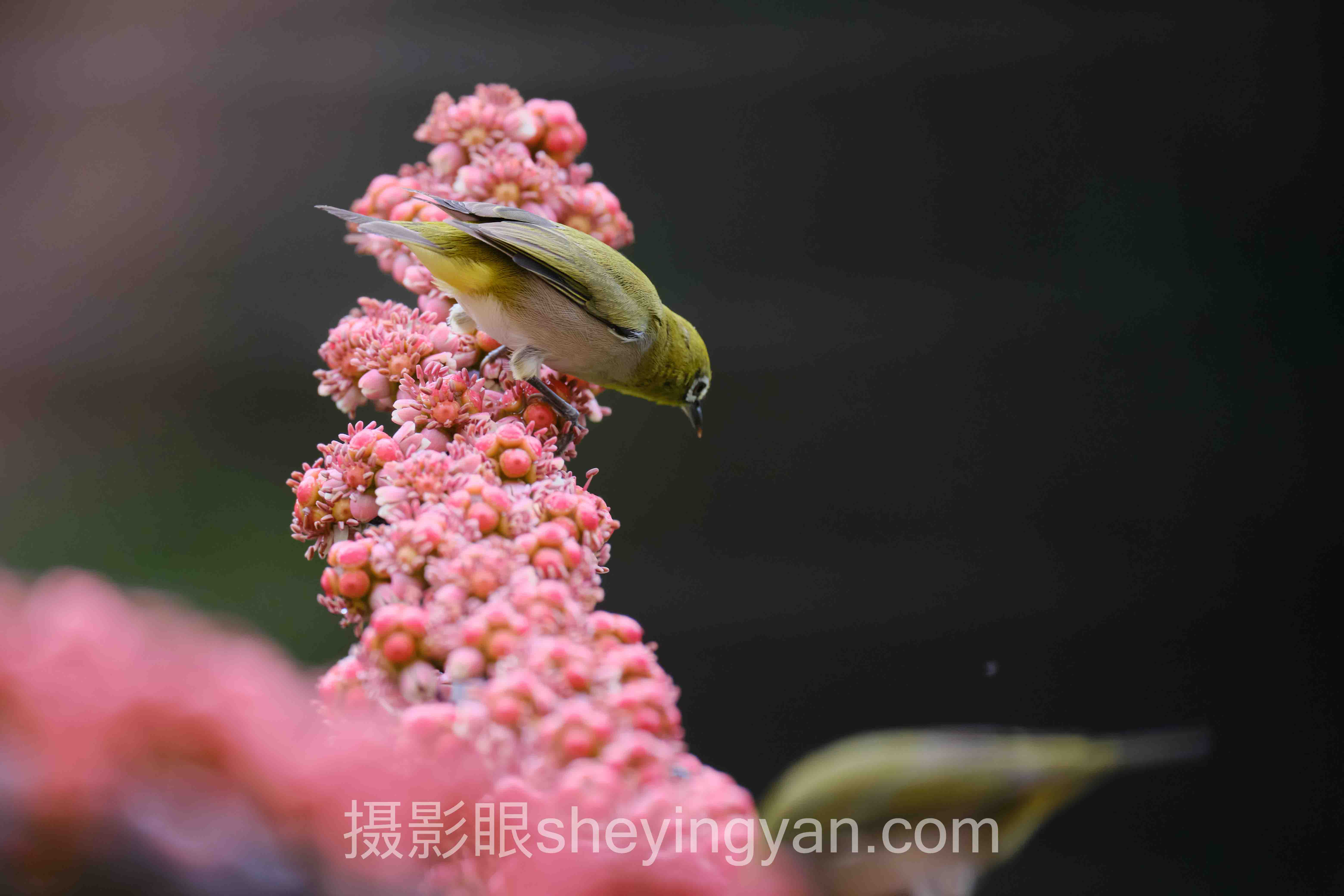 专家深度解读：AI照片点评与人工点评区别的机遇与挑战