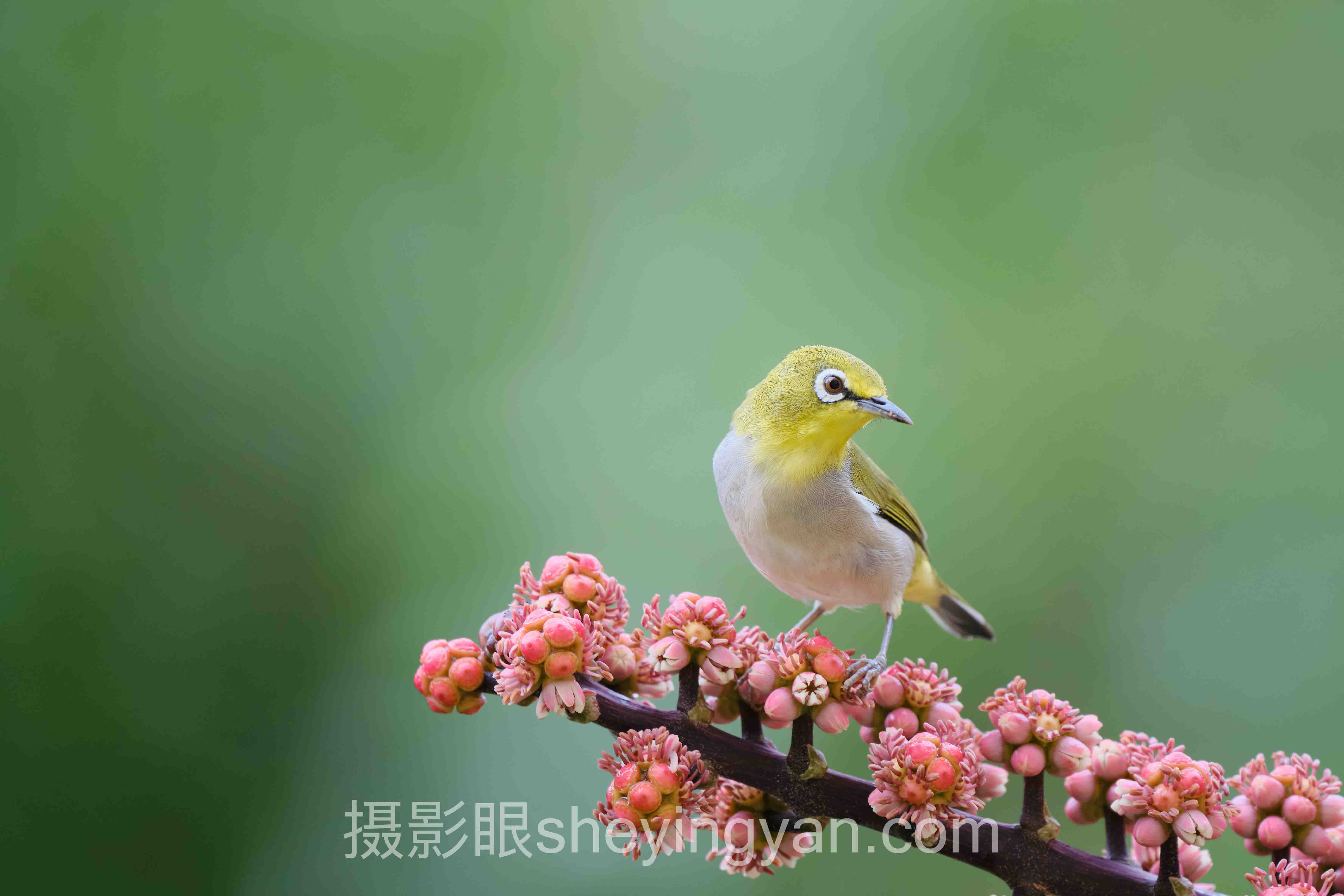照片点评大师课程入门：避开这5个坑再花钱
