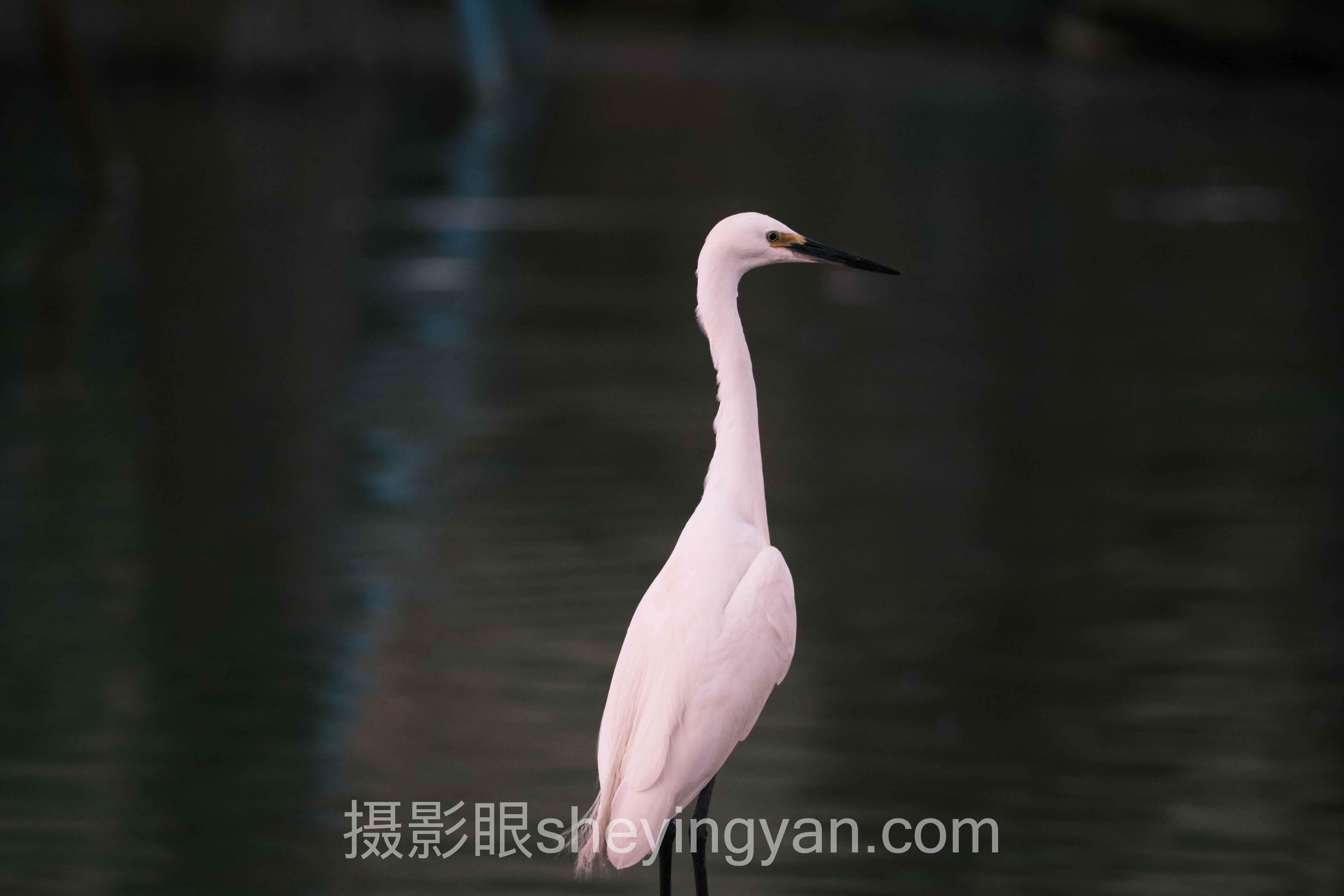 摄影眼平台PS动作
