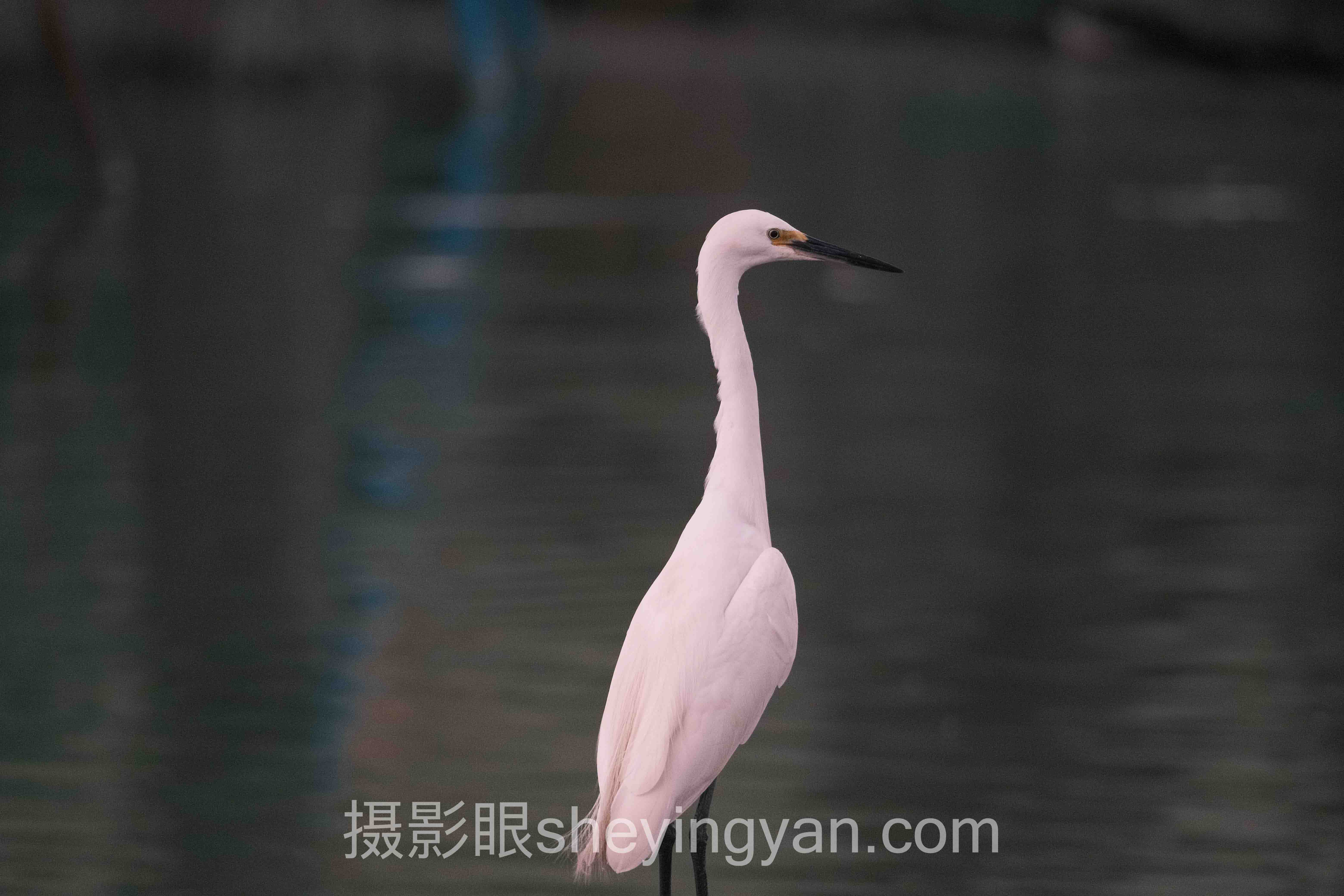 摄影眼平台怎么样