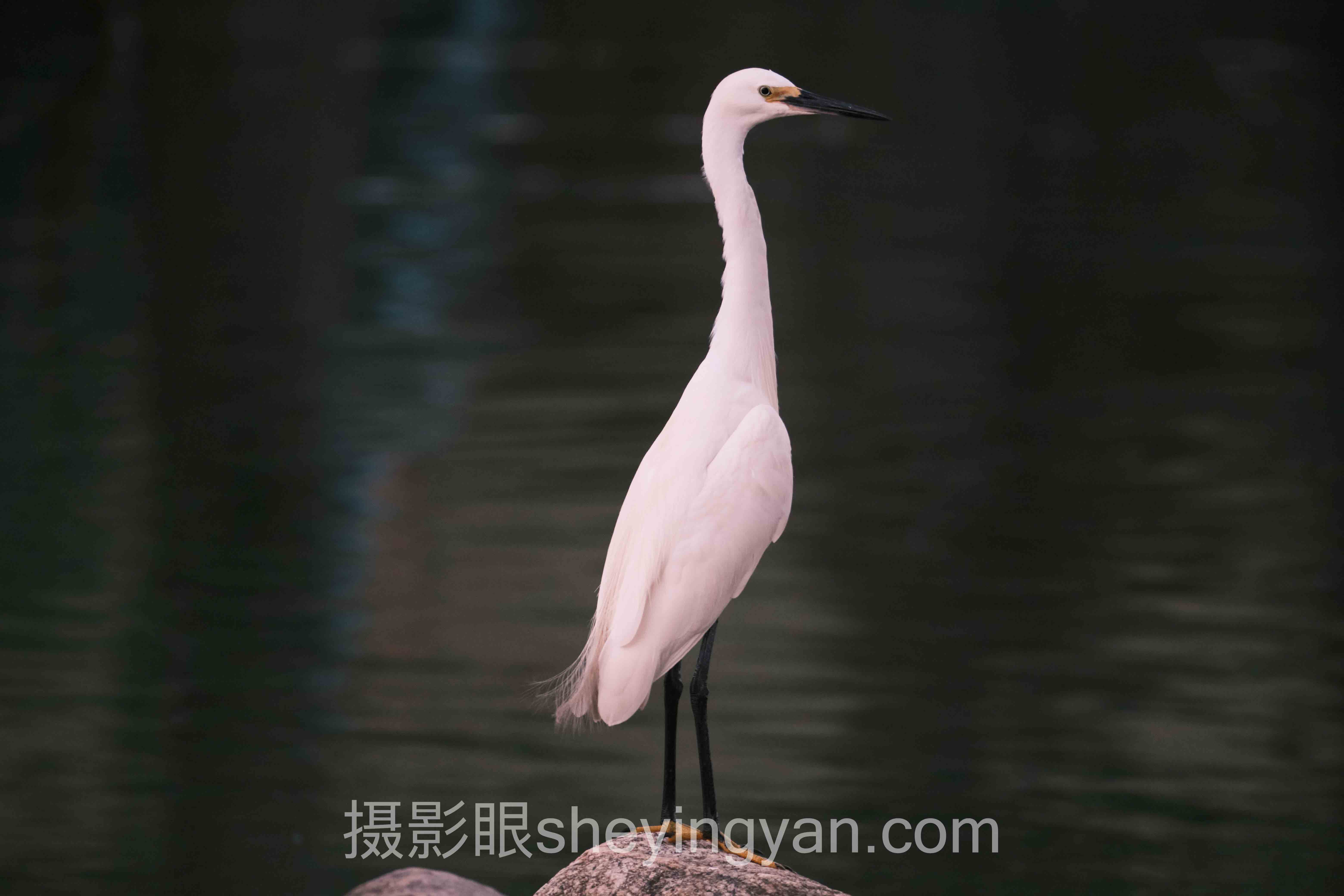 2024年摄影师点评服务数据报告：即时反馈与AI评分重塑学习路径
