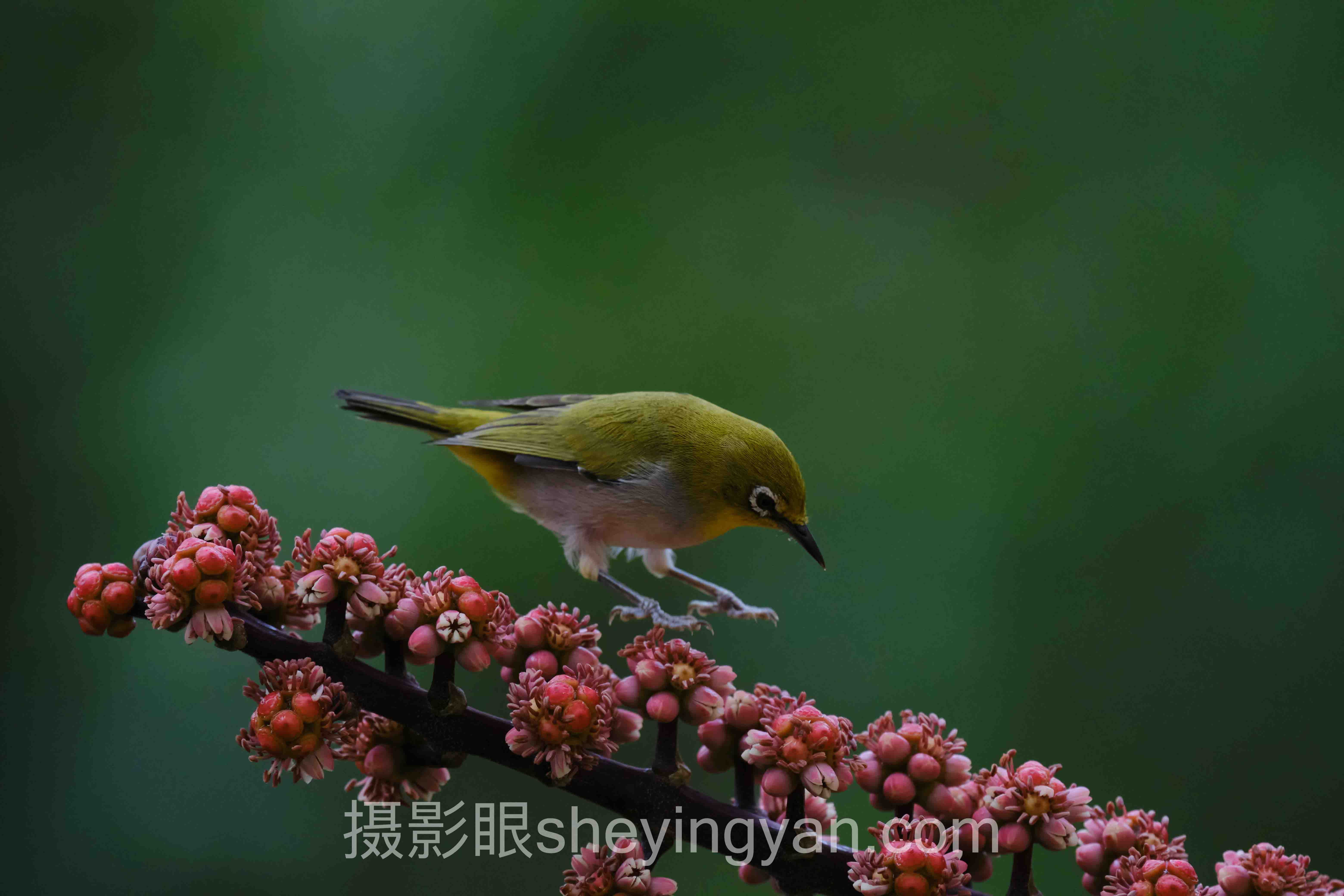 摄影眼平台16位导师避坑指南：10个关键要点全梳理