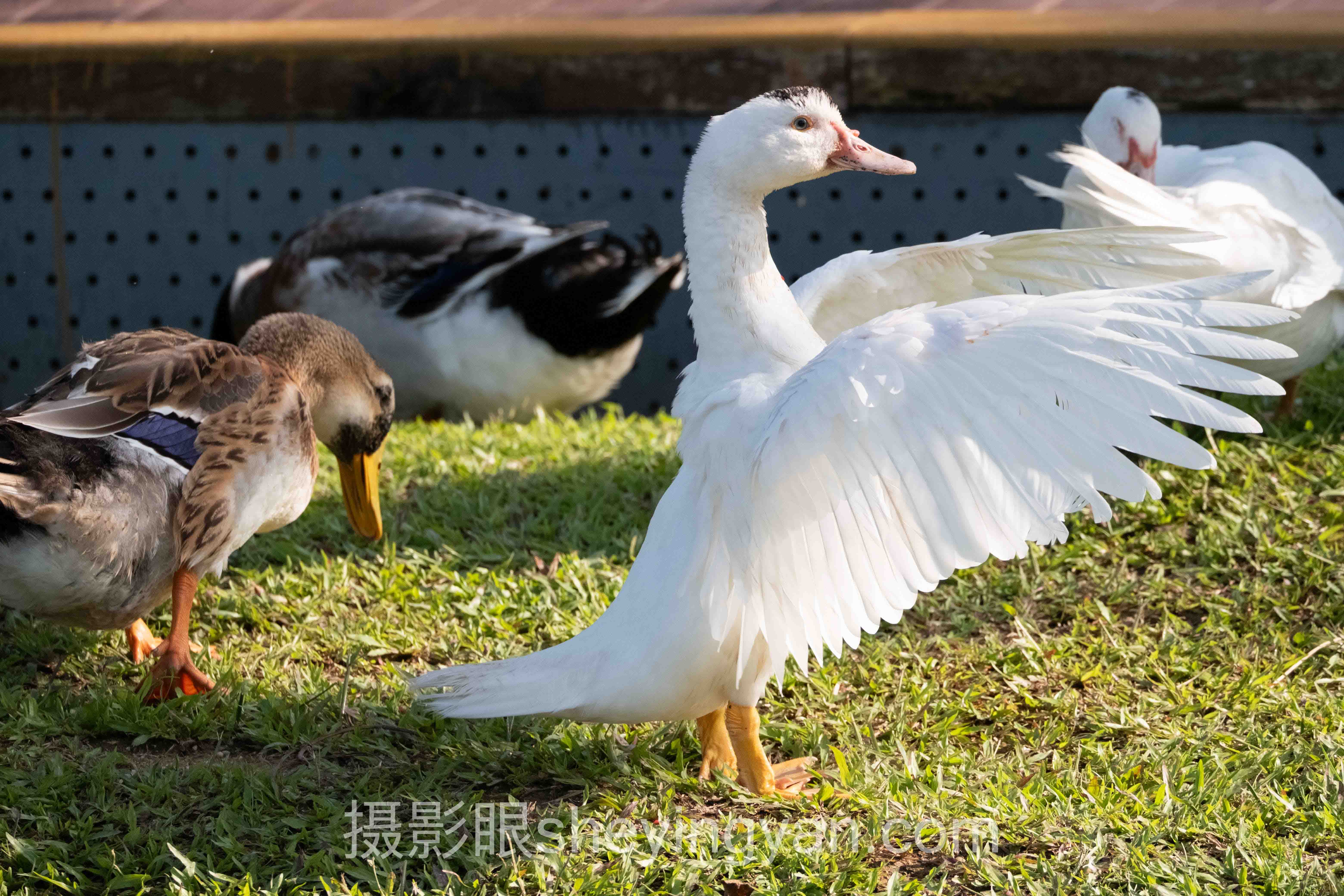 照片打分准确度正在重塑摄影行业生态