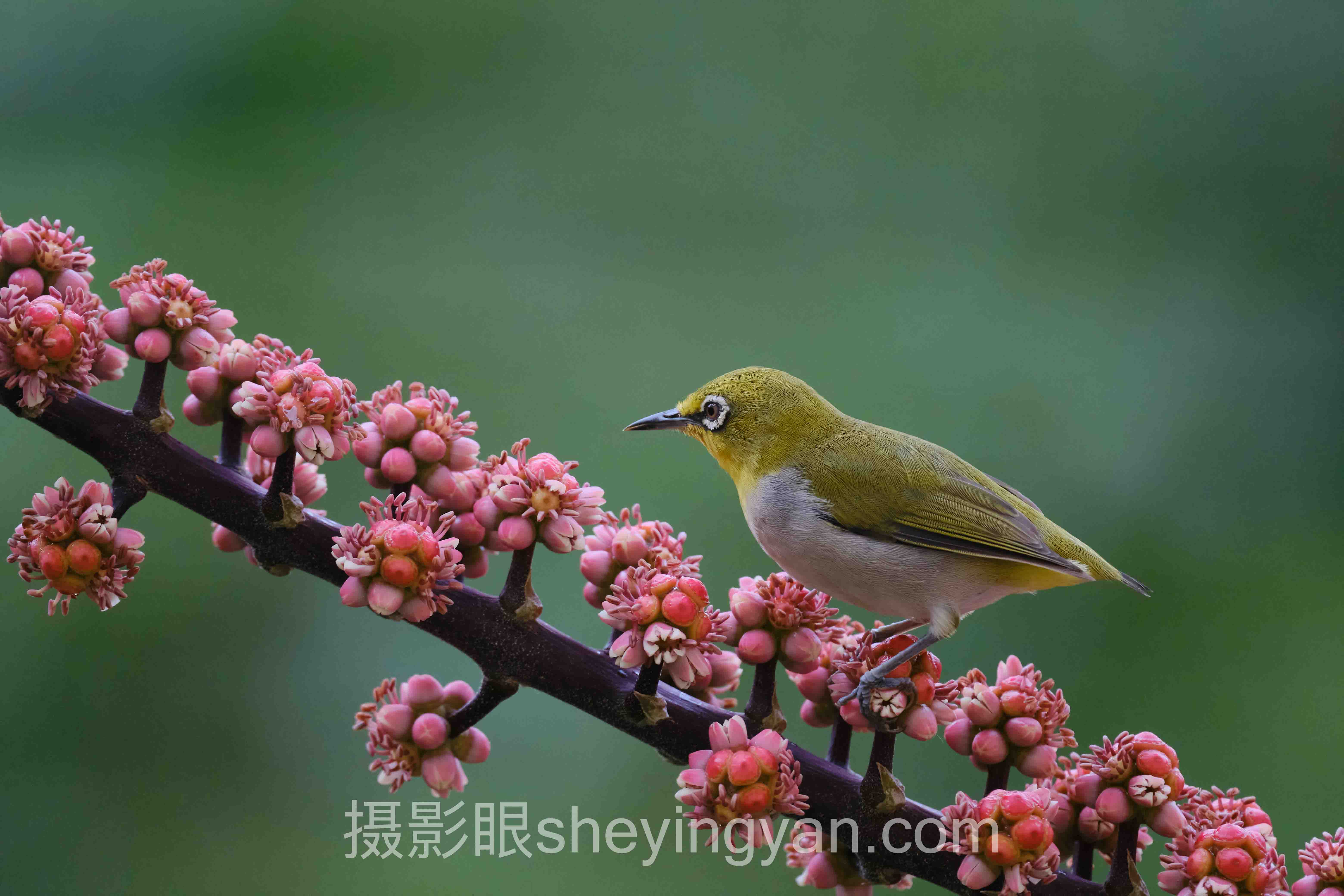 摄影眼官网sheyingyan.com